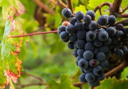 Cabernet franc