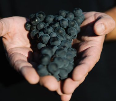 Tempranillo