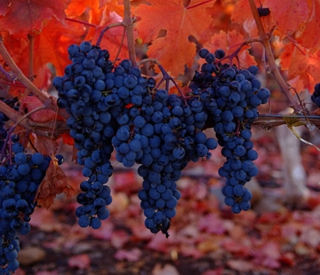 Carmenere