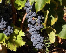 Grenache