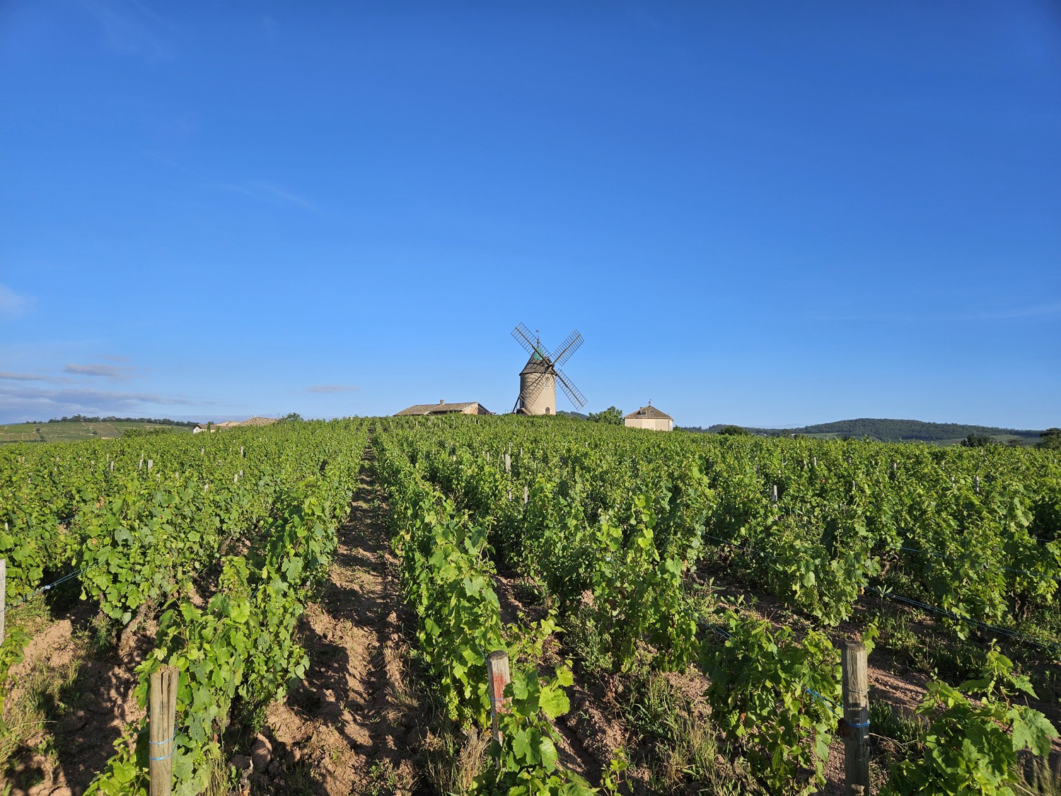 Masteclass Beaujolais