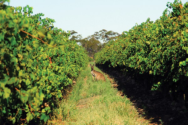 Chardonnay Moon Harvest