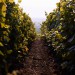 Champagne M.Gonet - Authentique
