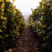 Champagne M.Gonet - Authentique