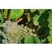Sada Vinho Verde