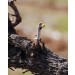 Sada Vinho Verde