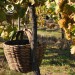 Sada Vinho Verde