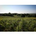 Champagne M.Gonet - Authentique