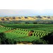 Basket CaseShiraz
