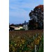 Château D´Armailhac 