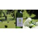 Chateau Carbonneau MARGOT blanc - Saint Foy Bordeaux 2020