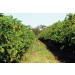 Chardonnay Moon Harvest