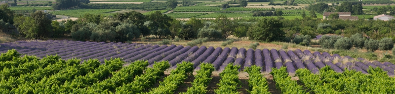 Rosé tipy růžová vína Rosé tipy růžová vína