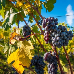 Barolo Nebbiolo