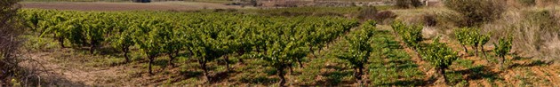 Mas de Daumas Gassac