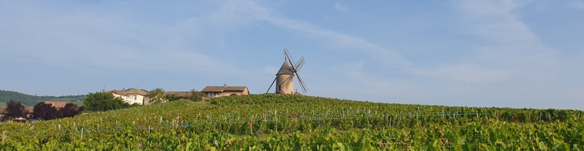 Beaujolais Beaujolais