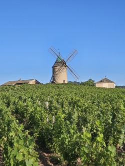 Beaujolais Nouveau Beaujolais
