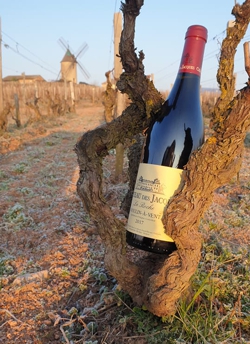 Beaujolais Beaujolais