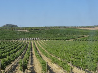 Vinice Chateau Hospitalet