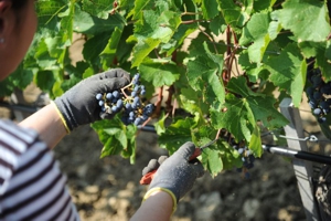 Sangiovese