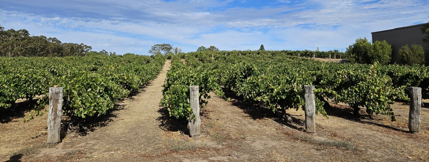Shiraz