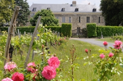 Chateau Miniere Bourgueil Loira Cabernet franc