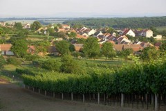 Krásná Hora vinohrad
