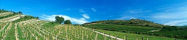 Moravská vinařství - moravští vinaři