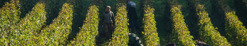 Chateauu Bernateau Saint Emilion grand cru