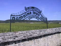 Louis Jadot - kvalitní vína z Burgundska Louis Jadot