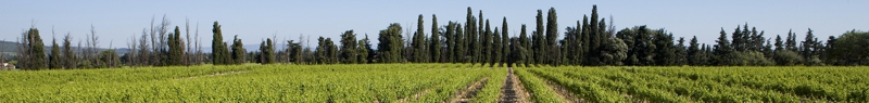 Domaine Grand Veneur Chateauneuf-du-Pape