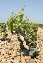 Domaine Grand Veneur - vinice Chateauneuf-du-Pape