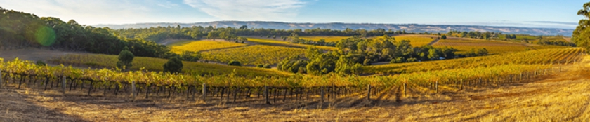 Ox Hardy Wines