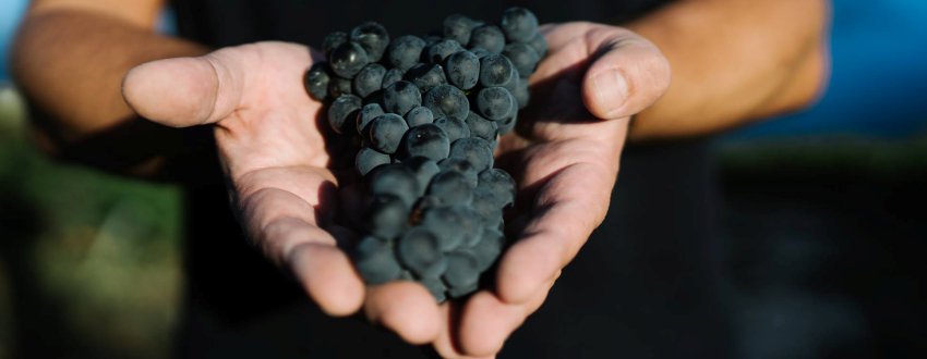 Tempranillo v Rioje