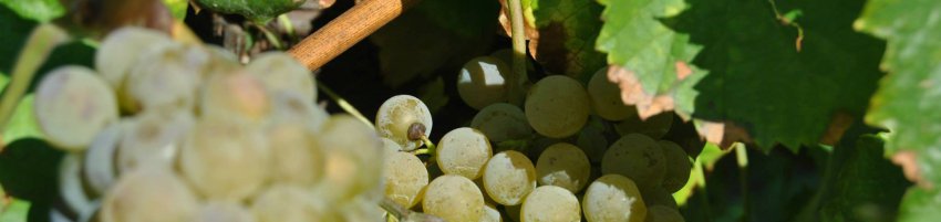 Vinho Verde