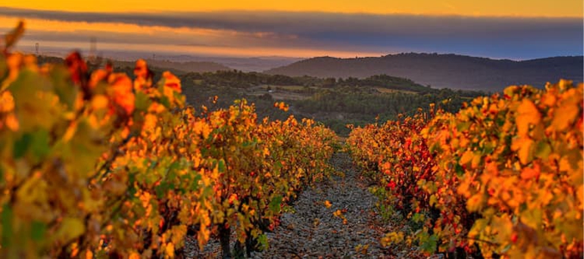 Domaine Sainte Leocadie