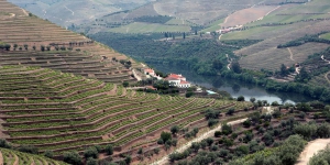 Portugalská vína Quinta da Romaneira
