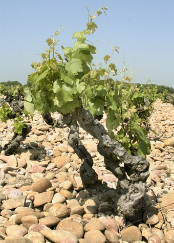 Vinice Chateauneuf-du-Pape